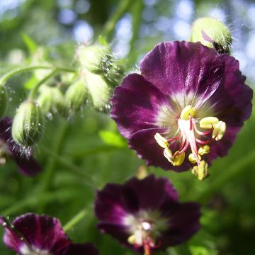 Géranium vivace phaeum Samobor