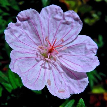 Géranium vivace sanguineum Compactum - Geranium sanguin rose pâle