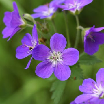 Géranium vivace sylvaticum Birch Lilac