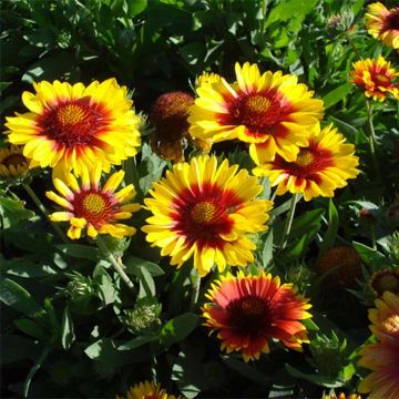 Gaillardia Mesa Bright Bicolor - Gaillarde en pot de 2/3 L