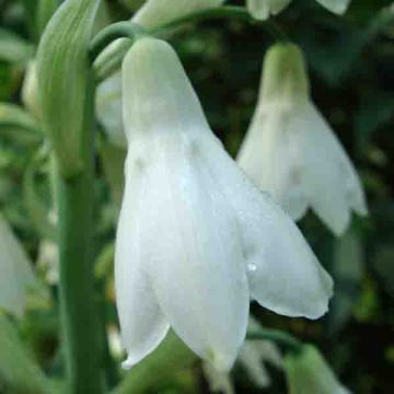 Jacinthe du Cap - Galtonia candicans