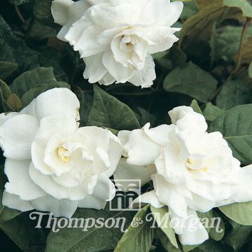 Gardenia Jasminoides 