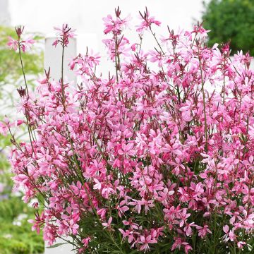 Gaura lindheimeri Baby Butterfly Dark Pink - Gaura de Lindheimer nain