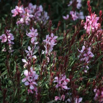 Gaura lindheimeri Passionate Blush - Gaura de Lindheimer