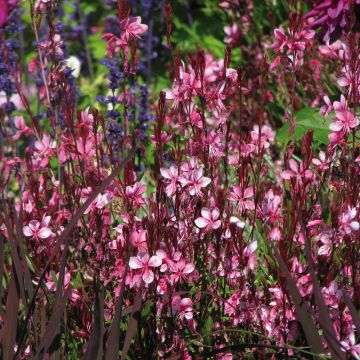 Gaura lindheimeri Lillipop Pink