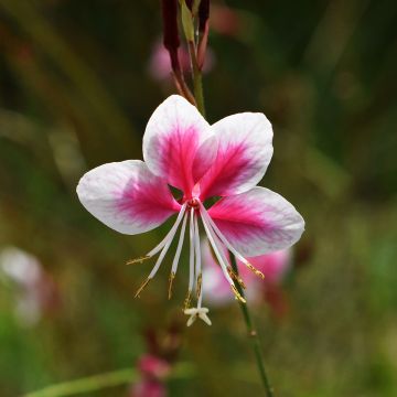 Gaura lindheimeri rose Siskiyou pink