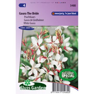 Graines de Gaura lindheimerii The Bride