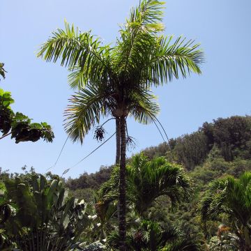 Gaussia maya - Palmier Maya