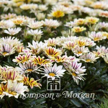 Graines de Gazania Big Kiss White Flame F1