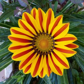 Gazania Big Kiss Yellow Flame 