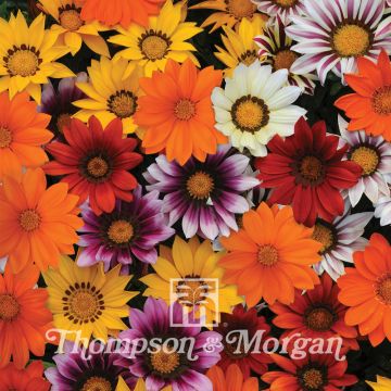 Gazania Splendens New Day Mix F1 Hybrid 