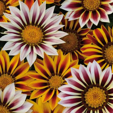 Gazania New Day Tiger Stripe mix - Duo de gazanies