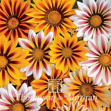 Gazania Tiger Stripes Mixed 