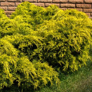 Genévrier - Juniperus pfitzeriana King Of Spring