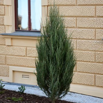 Genévrier - Juniperus scopulorum Wichita Blue