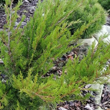 Genévrier - Juniperus x media Mint Julep