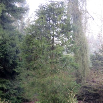 Genévrier de Virginie - Juniperus virginiana