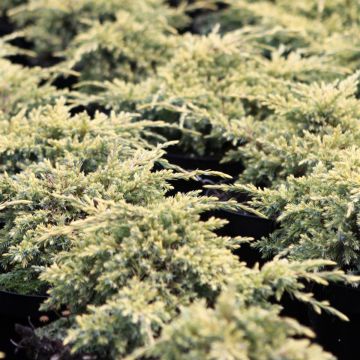 Genévrier écailleux - Juniperus squamata Dream Joy