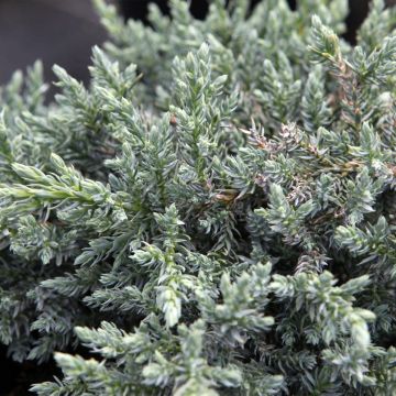 Genévrier écailleux - Juniperus squamata Tropical Blue