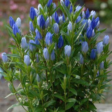 Gentiana Blue Star ® - Gentiane