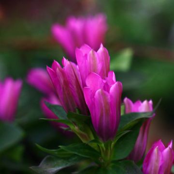 Gentiana Little Pinkie - Gentiane hybride.