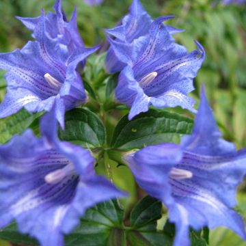 Gentiane asclépiade - Gentiana asclepiadea