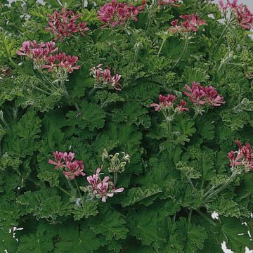 Pelargonium - Géranium parfumé Concolor Lace en pot