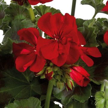 Géranium interspécifique Champion Single Red - Pelargonium 