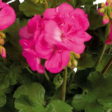 Géranium interspécifique Champion Single Red - Pelargonium 