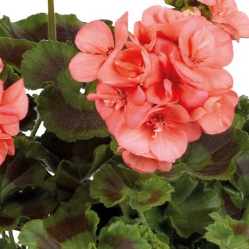 Géranium Galaxy Salmon - Pelargonium zonale interspécifique