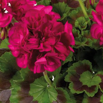 Géranium interspécifique Champion Single Red - Pelargonium 