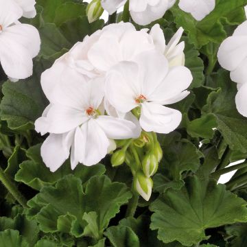 Géranium Galaxy White - Pelargonium zonale interspécifique