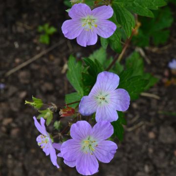 Geranium vivace maculé Vickie Lynn - Geranium maculatum