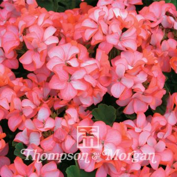 Geranium Horizon Pink Ice F1 Hybrid 