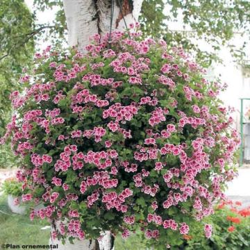 Pelargonium - Géranium Angel Eyes® Randy