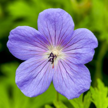 Geranium himalayense Irish Blue - Géranium vivace de l'Himalaya
