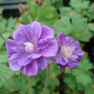 Géranium vivace himalayense Plenum (Birch Double)