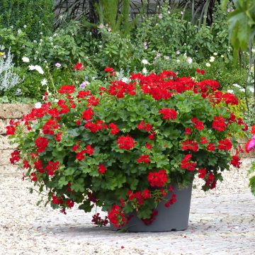 Géranium interspécifique TwoinOne Dark Red - Pelargonium