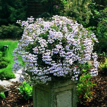 Géranium-lierre Ville de Dresden - Pelargonium peltatum