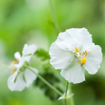 Géranium vivace phaeum Album