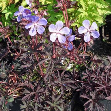 Géranium vivace pratense Midnight Reiter - Géranium des prés