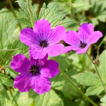 Geranium vivace psilostemon Red Admiral