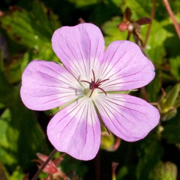 Geranium vivace Silvia’s surprise