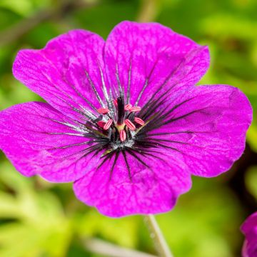 Géranium vivace Anne Thomson