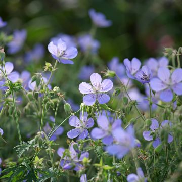 Geranium vivace Blue Cloud - Géranium vivace hybride bleu-gris pâle