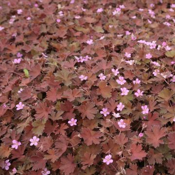 Geranium vivace Bob's Blunder