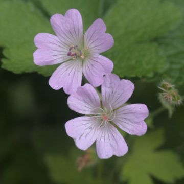 Geranium vivace Chantilly