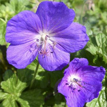 Géranium vivace Lea