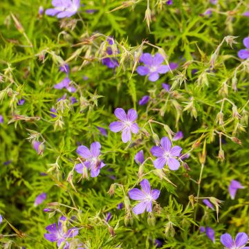 Geranium vivace Nimbus - Géranium vivace hybride bleu mauve intense.