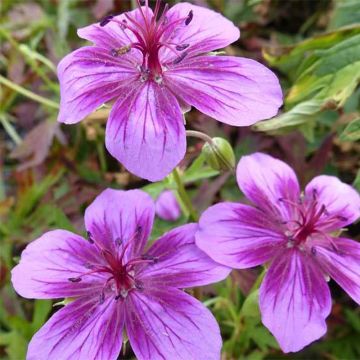 Geranium vivace Starman